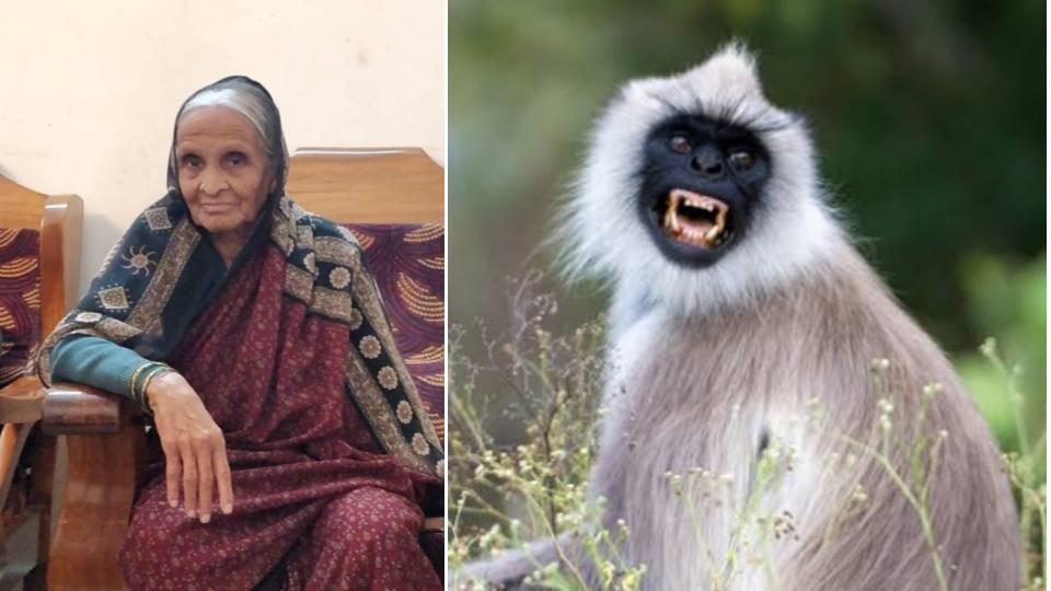 Woman Dies After Monkey Attacks Her Outside Home in Karnataka