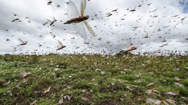 faowarnsindiatobeonhighalertfornextfourweeksoverlocusts