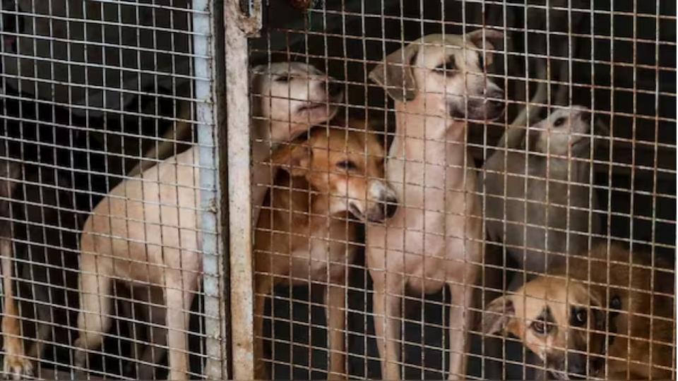 Supreme Court orders release of stray dogs after vaccination in Delhi