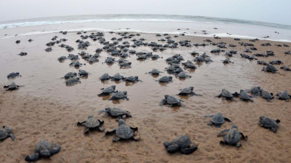 Mating season of Olive Ridley turtles begins in Odisha