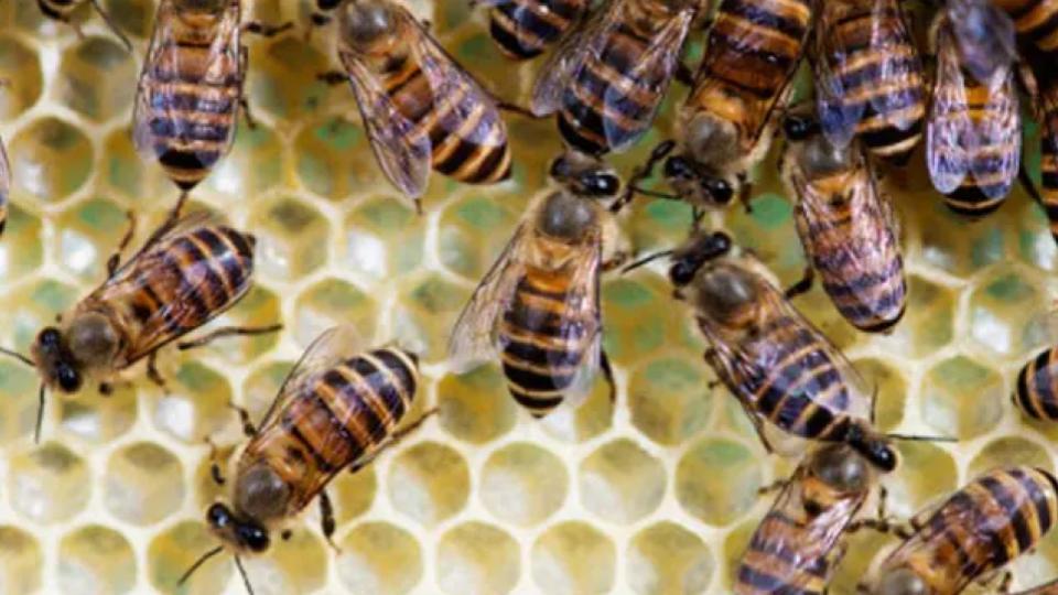 Nearly 15 voters injured in bee attack during balloting in Tripura