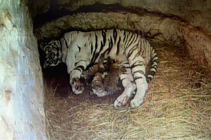 whitetigressgivesbirthto3cubsinmysuruzoo