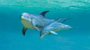 indiahasover6300riverdolphinssaysfirsteverestimationreport