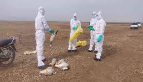 birdflu:2403birdsdeadinhimachalpradesh