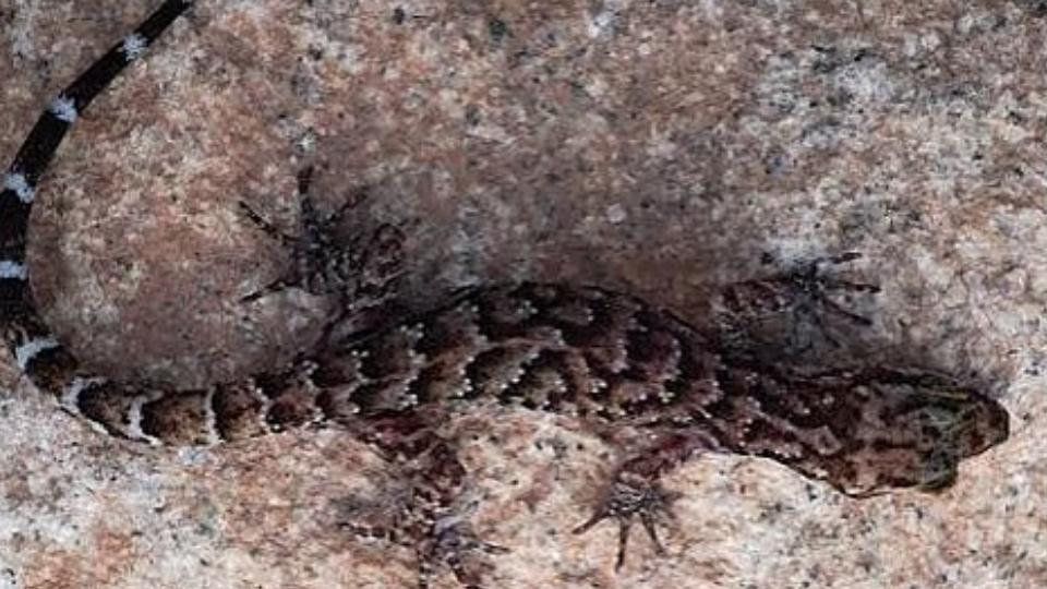 mizoram-university-researchers-find-new-gecko-species-in-assam