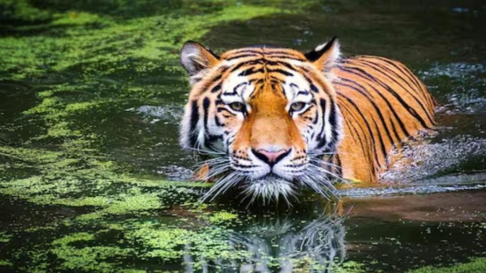 India Records 166 Tiger Deaths In 2025 year