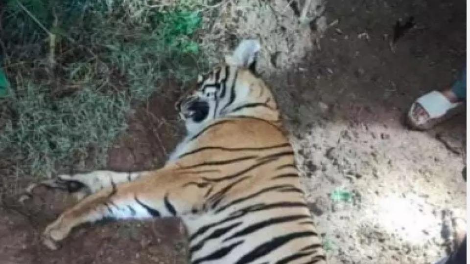 Tigress Found Dead In Karnataka, Electrocution Suspected