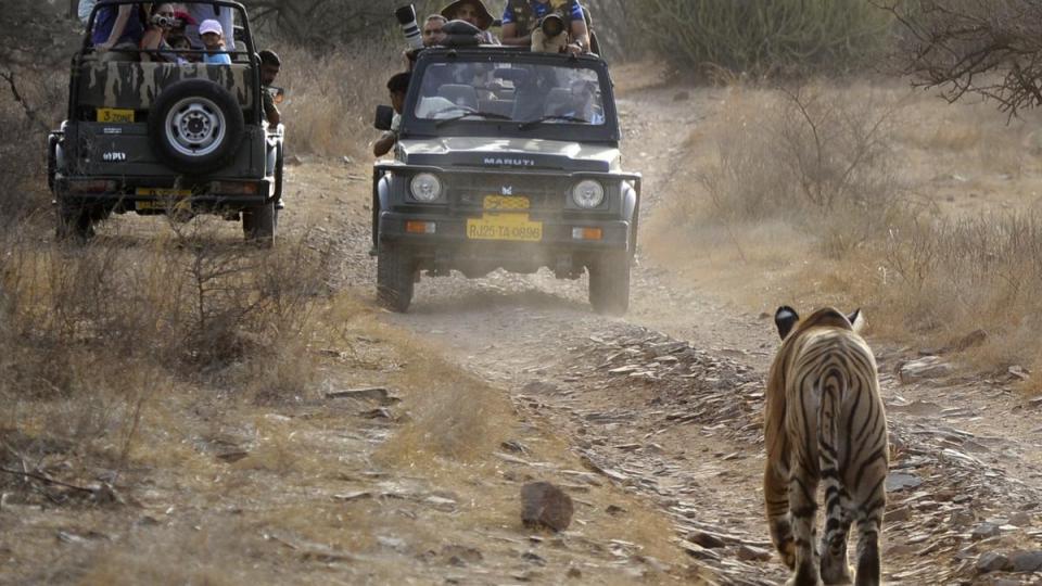 20 tourists stranded in Ranthambore safari as guide leaves them midway