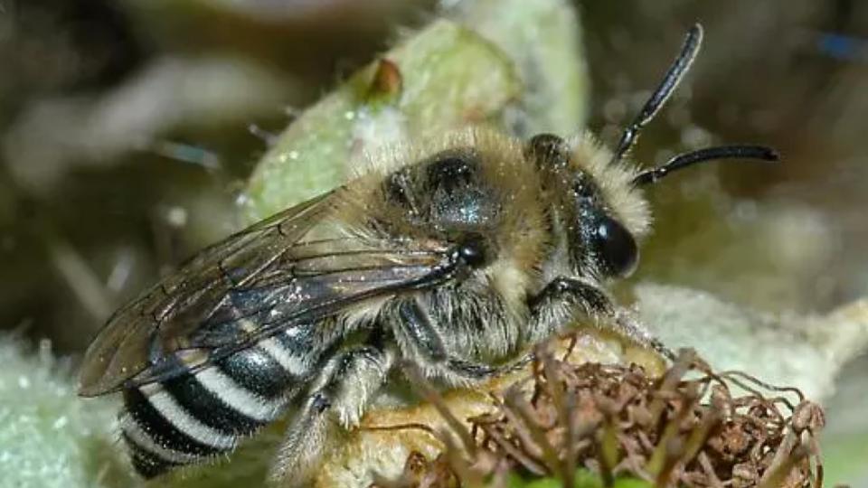 Rare Himalayan Bee Recorded In India For First Time