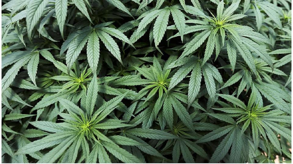 Over 7,000 Cannabis Plants Destroyed in Keralam