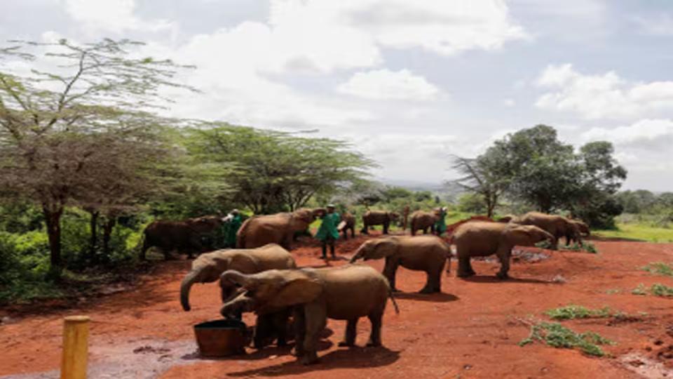 SC Orders Nationwide Survey Of Elephant Corridors, Bans Fireballs