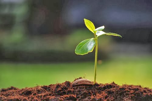 worldenvironmentday:onecroresaplingplantedinkerala