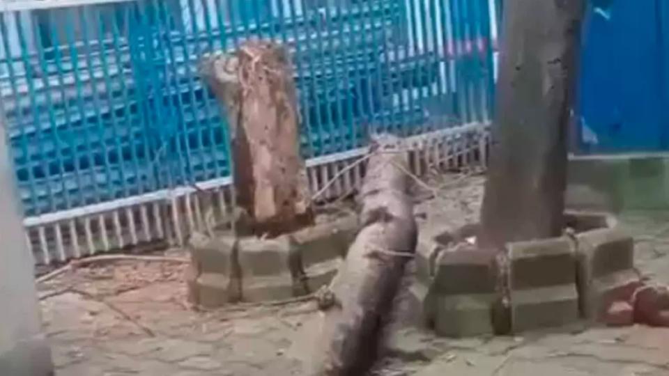 Woman Dies After Tree Falls On Her At Kolkata’s SSKM Hospital