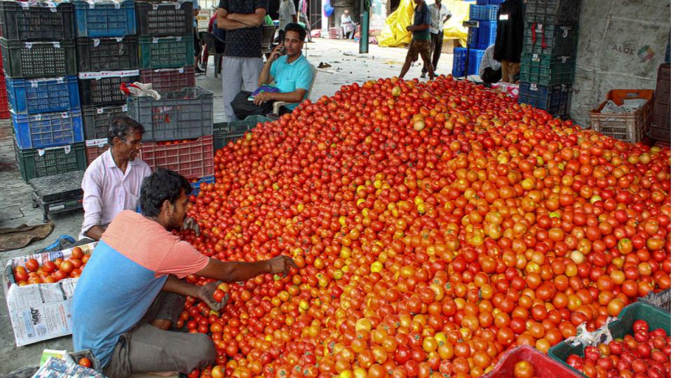 tomatopricesplungetors4perkginkurnool
