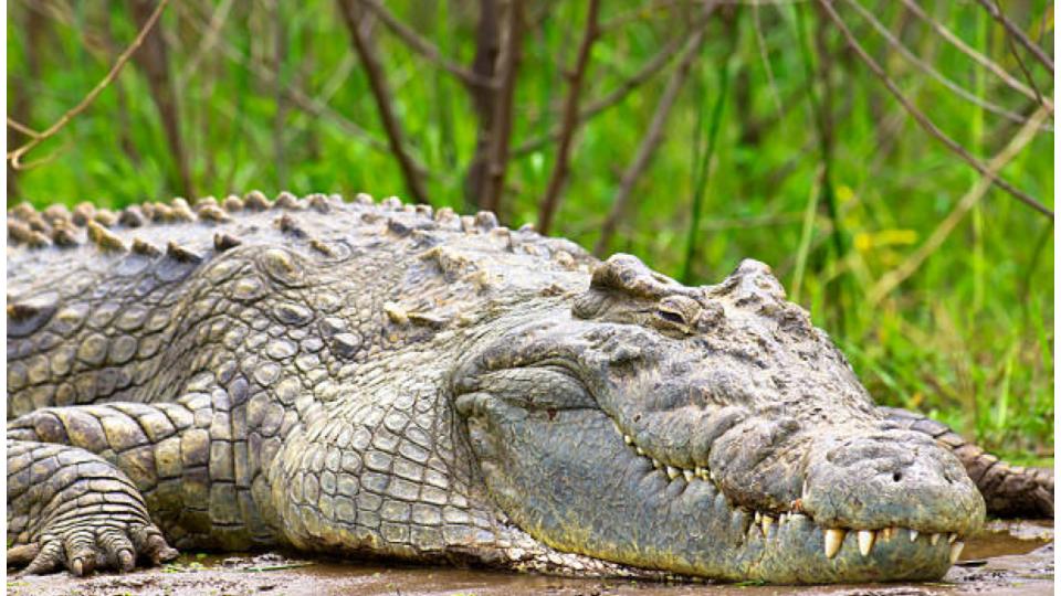 Two Crocodiles Spotted Near Riverbank in Odisha