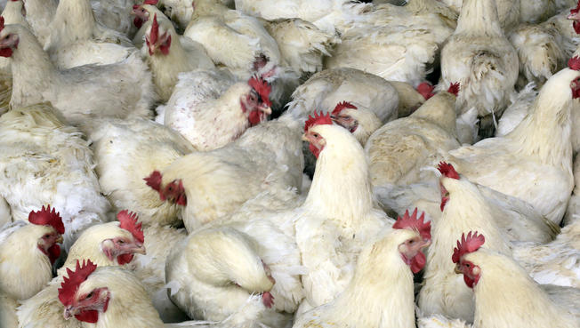 700birdstobeculledfollowingbirdfluscare