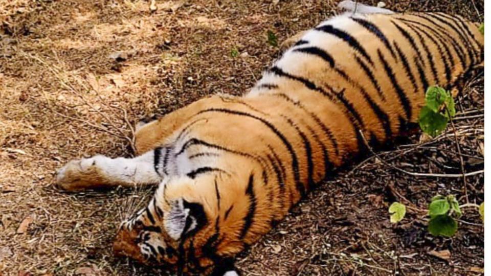 Tiger, cub found dead at Panna and Kanha reserves in MP