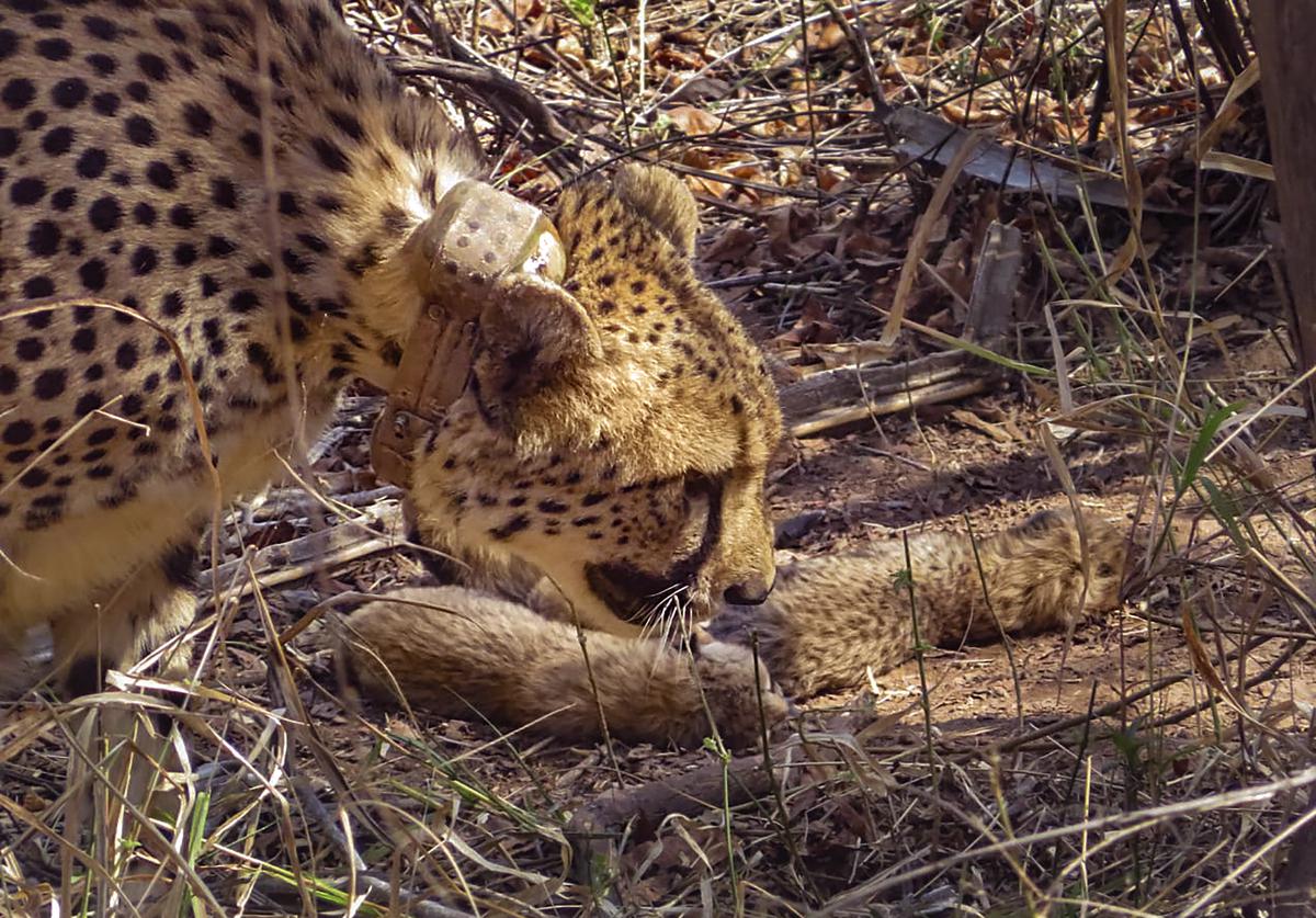 femalecheetahgaminigivesbirthtofivecubsinkunonationalpark