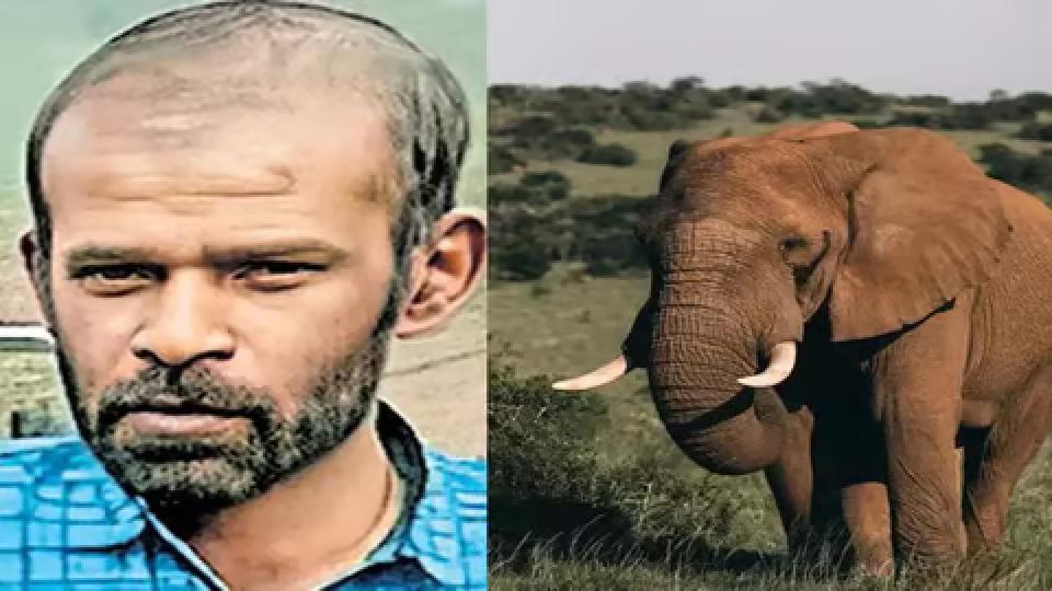 Wild elephant kills auto driver in Kerala