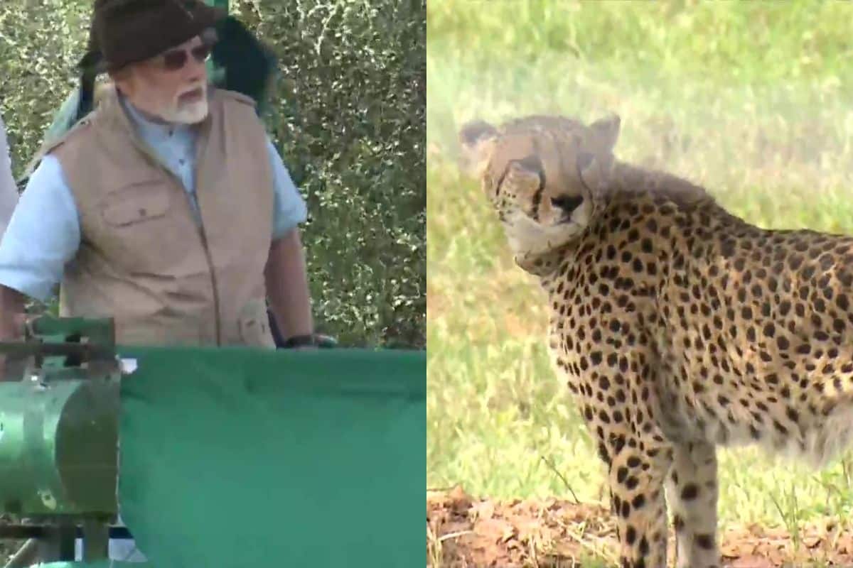 pmmodireleases8cheetahsbroughtfromnamibiaatkunonationalparkinmp