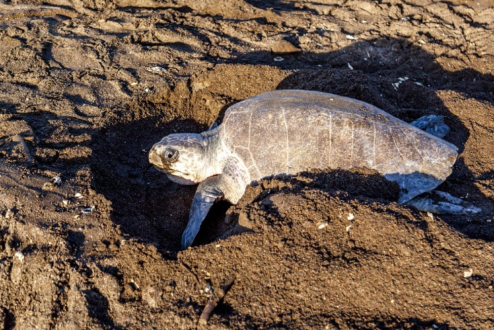 oliveridleyturtlesreturntoodishabeachfornesting