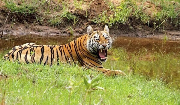 madhavnationalparkinshivpuridistrictdeclaredasnewtigerreserve