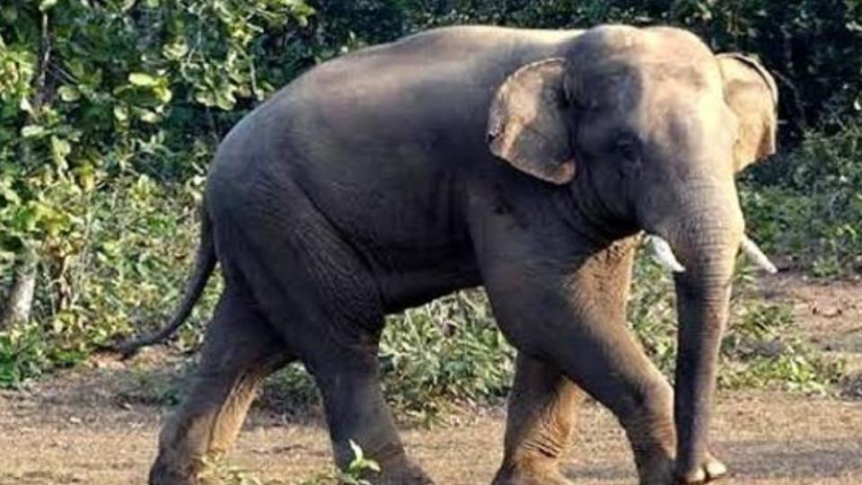 Wild Elephant Kills Man During Morning Walk in Bengaluru