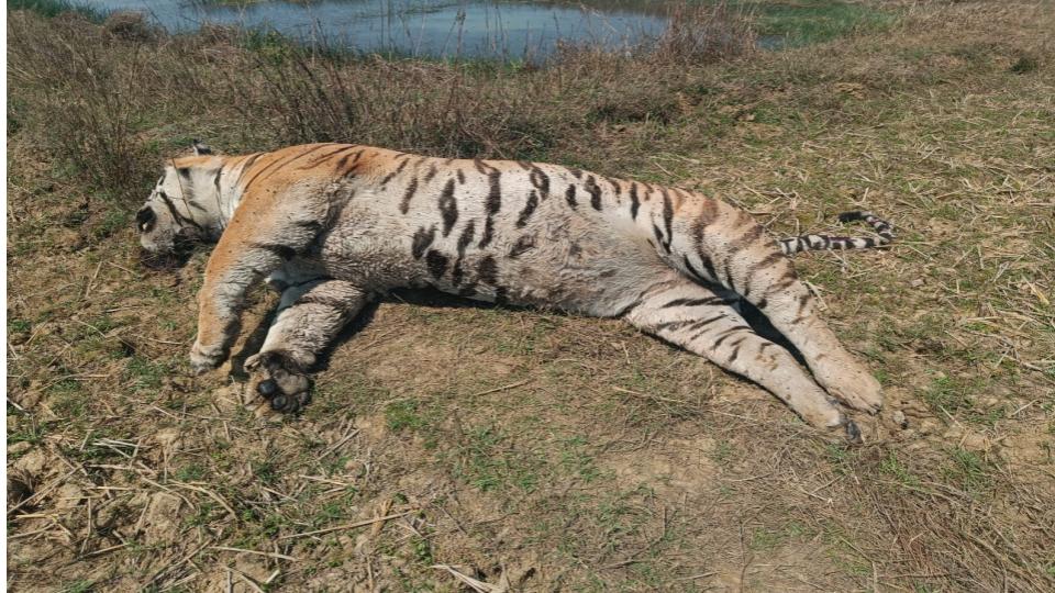 tigressfounddeadinmpskanhatigerreserve