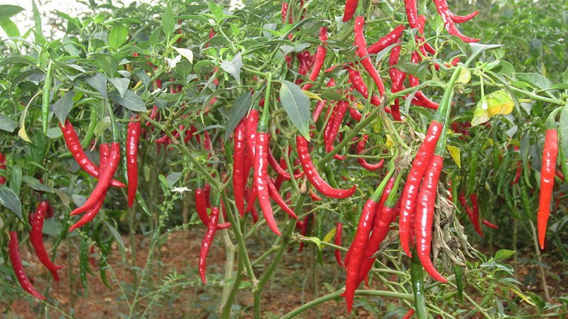 chillifarmershitbybumpercroplowpricesintelanganaandhrapradesh