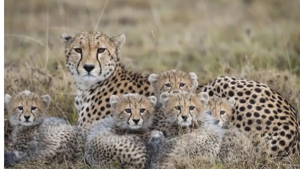 PM Narendra Modi extends greetings on International Cheetah Day