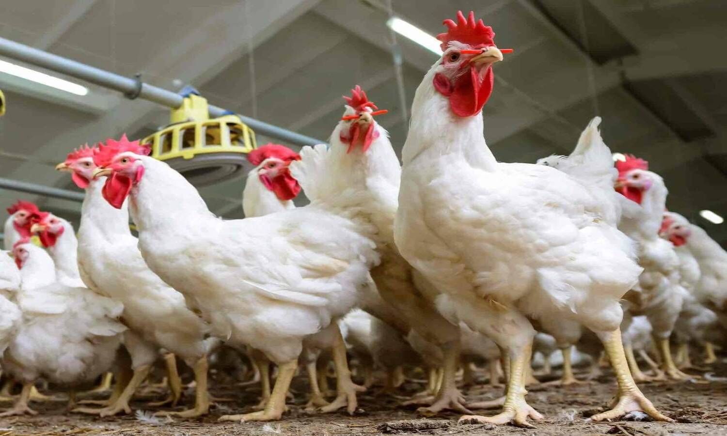 Chicken prices skyrocket in Warangal, Andhra Pradesh