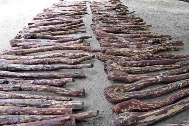 eightyfourtnredsanderwoodcuttersreleasedinandhrapradesh