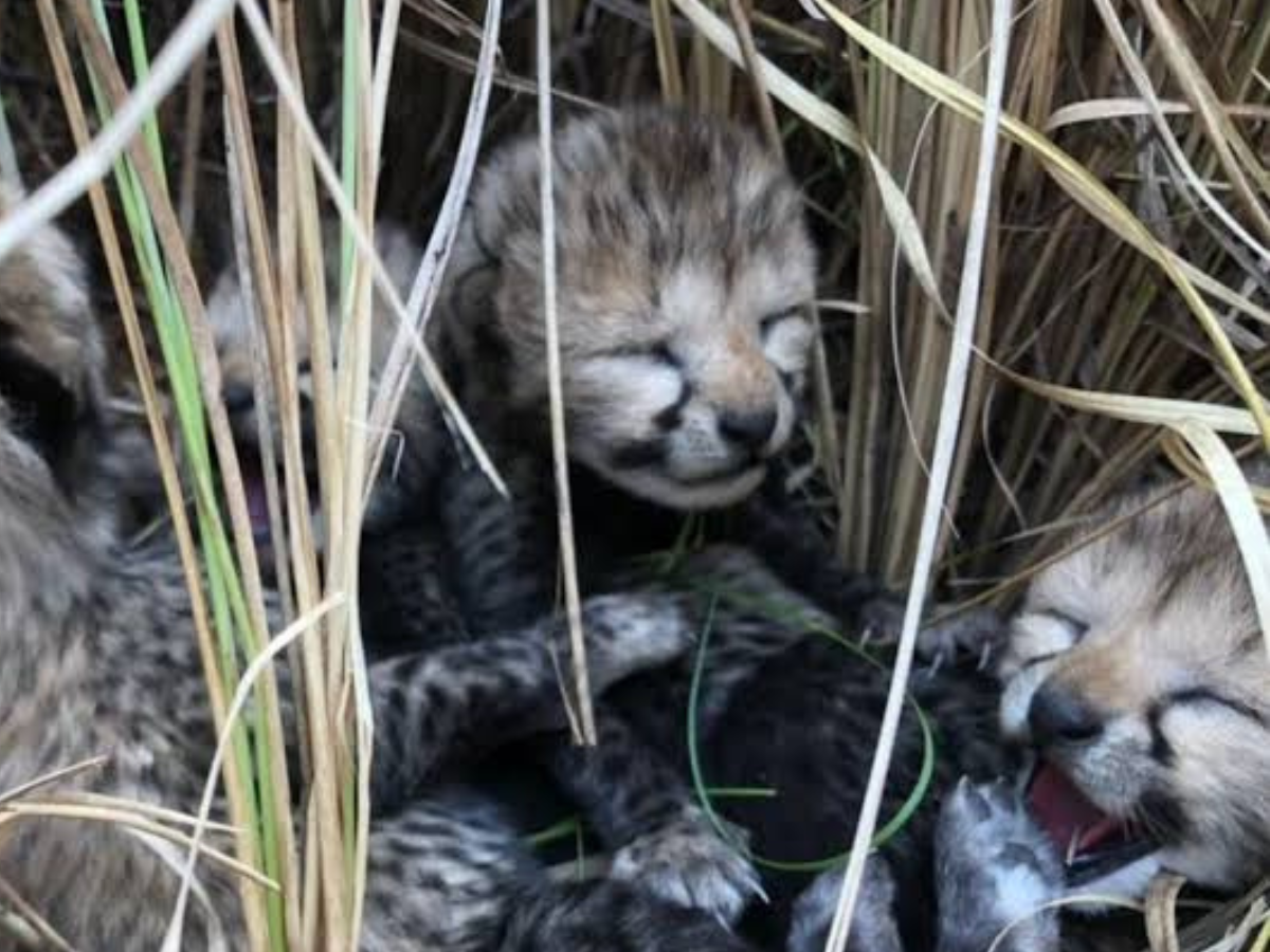 femalecheetahcubdiesatkunonationalparkinmadhyapradesh