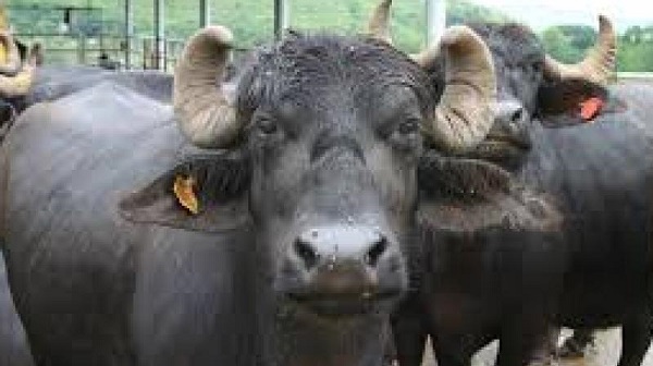 gujarat:drunkbuffaloesshedthelidonliquorsmugglingthreefarmersarrested