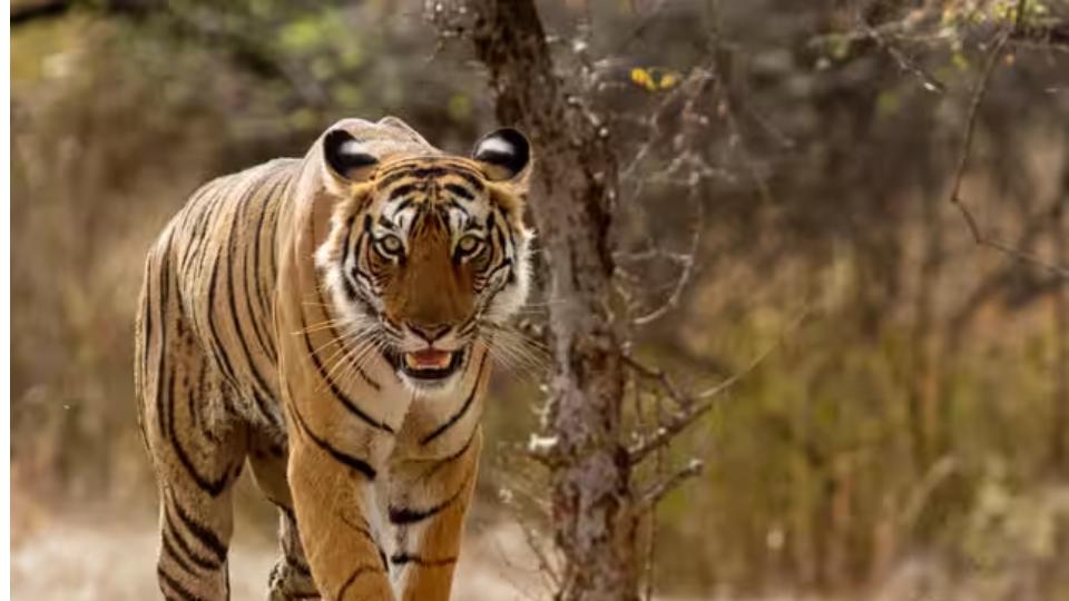 Tiger Suspected in Two Deaths Captured After 28-Day Search in Nilgiris