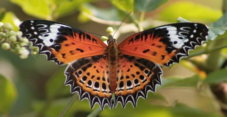 panindiaonlineeventonbutterfliesinseptember