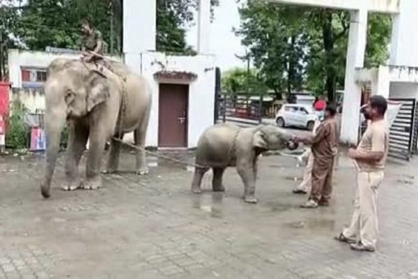 assamcopsseizeelephantforkillinga14yearoldboy