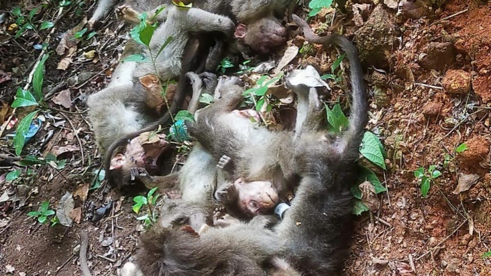Eleven Monkeys Found Dead At Tumakuru Forest Area In Karnataka
