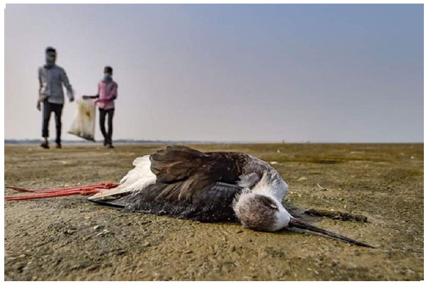 birdflukills90morebirdsinrajasthan
