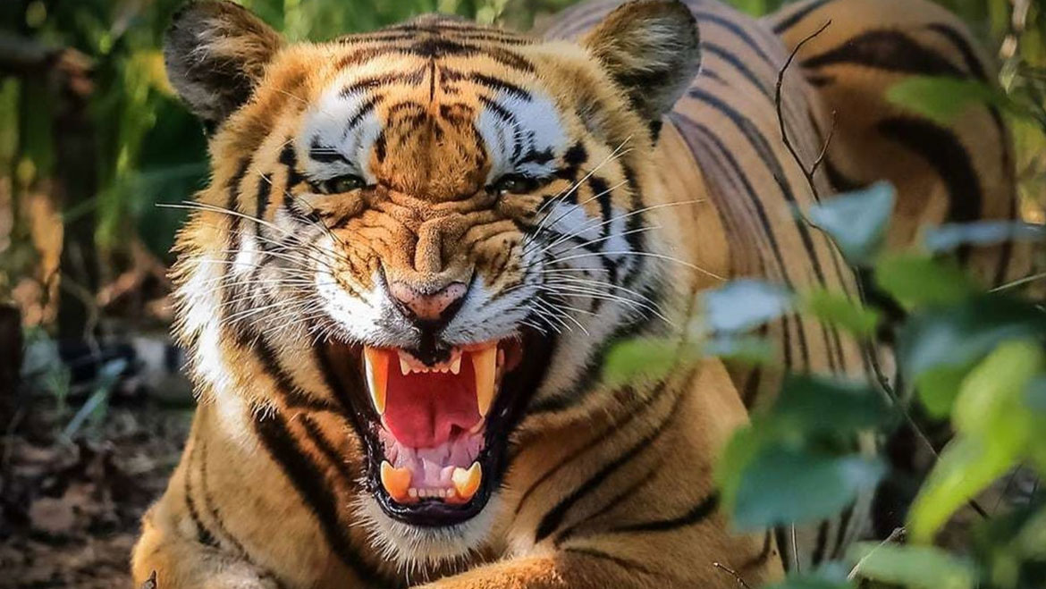tigerkillseatstigressinmadhyapradesh