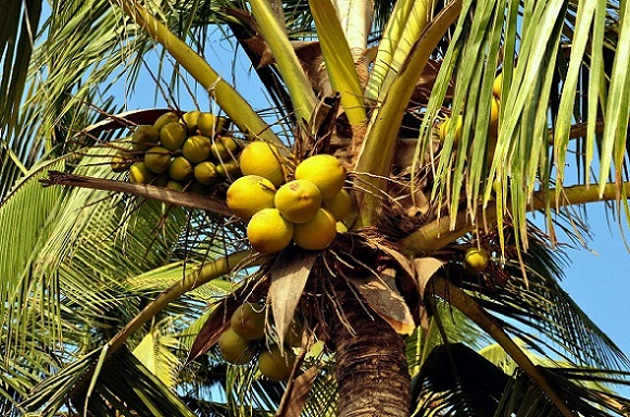 Youth dead after coconut tree falls on his head in Kerala