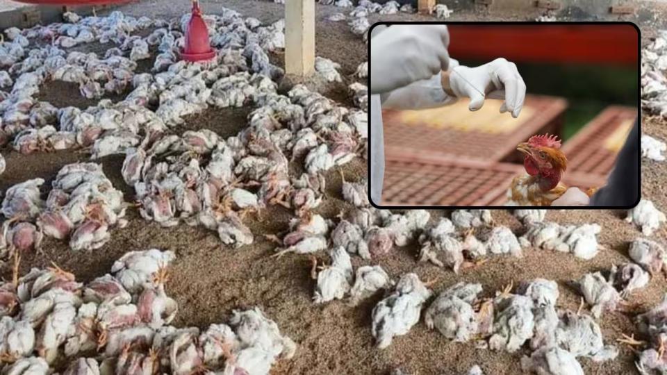 Anantapur Poultry Farm Hit by Bird Flu, 2,500 Hens Dead