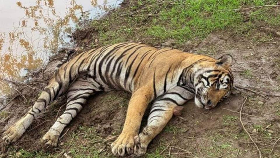 Deadly Virus Kills 72 tigers at private animal park in Thailand