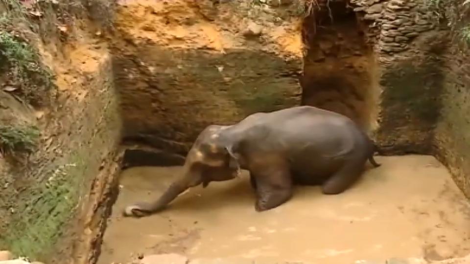 wildelephantfallsintowellinkeralarescueeffortson