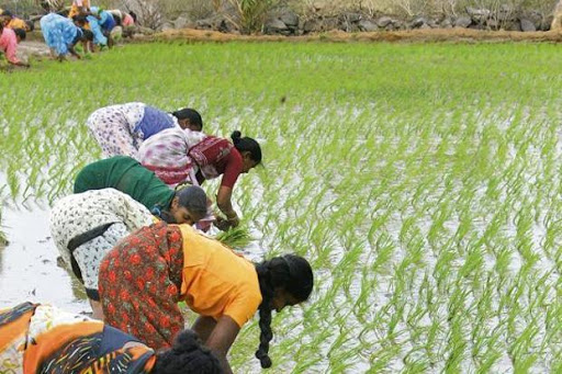 largecropsinabout326acresfloodedintelanganarains