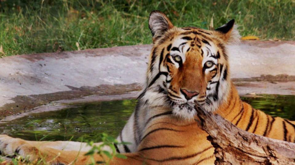 Tigress Bijalee Passes Away at SGNP 
