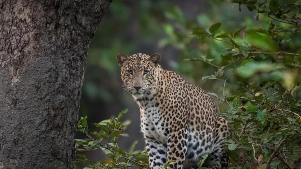 Leopard captured in Dudhwa buffer zone in Uttar Pradesh