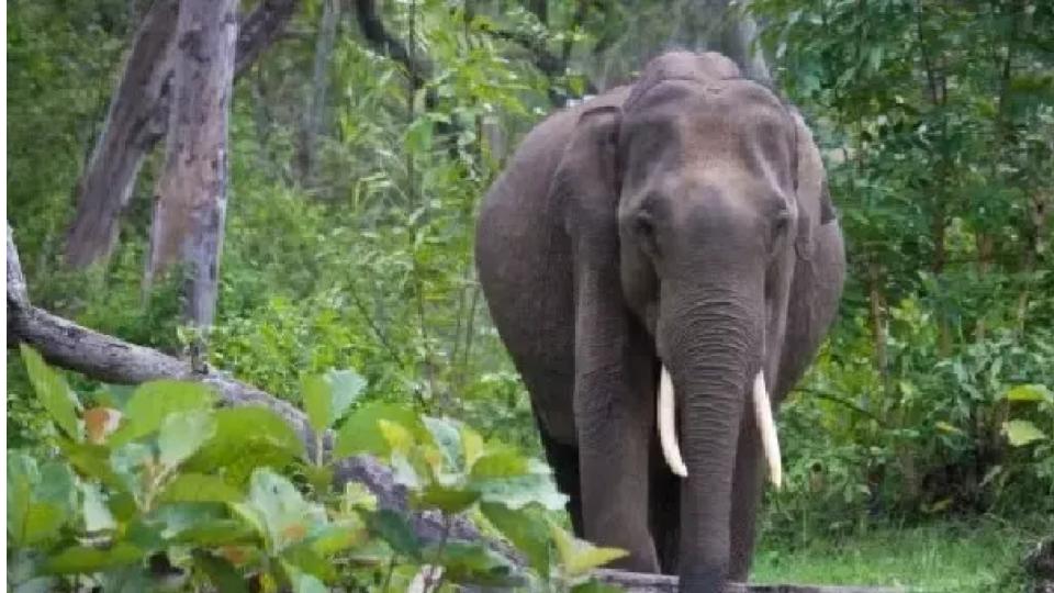 Elephant attack kills farmer in Tamil Nadu forest area