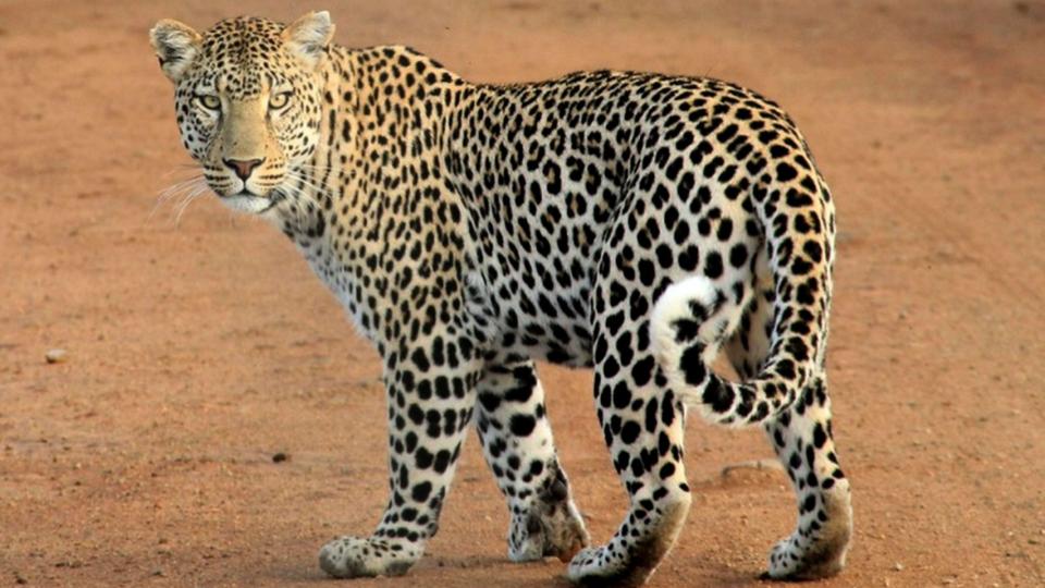 149 Leopards Died Over 14 Months in MP, Accidents Leading Cause