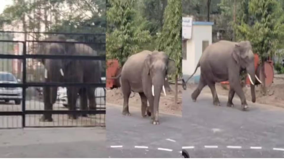 elephantforcefullyentersharidwardistrictcourtcausespanic